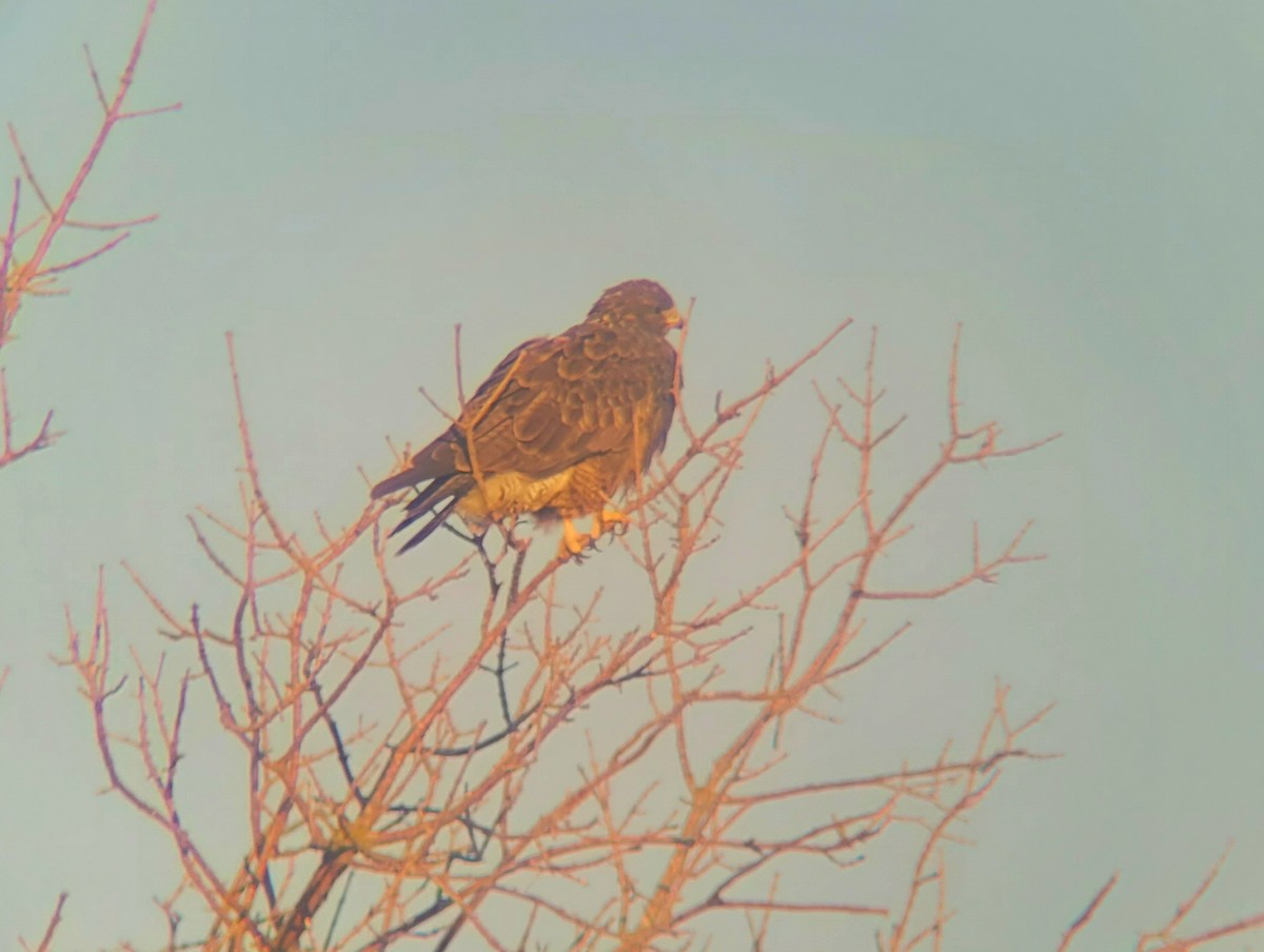 Swainson's Hawk - ML482921411