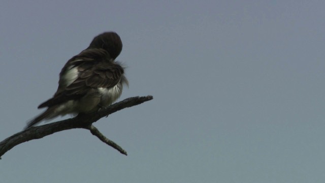 Olive-sided Flycatcher - ML482922