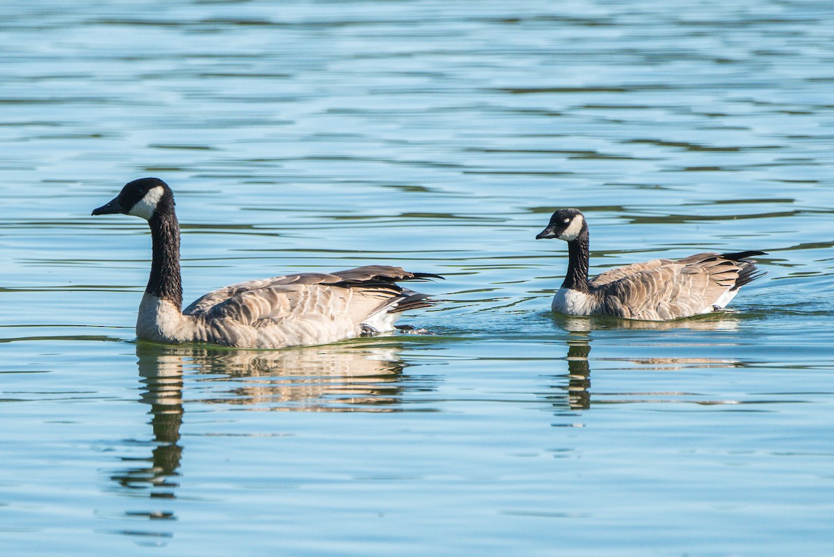 Cackling Goose - ML482922341