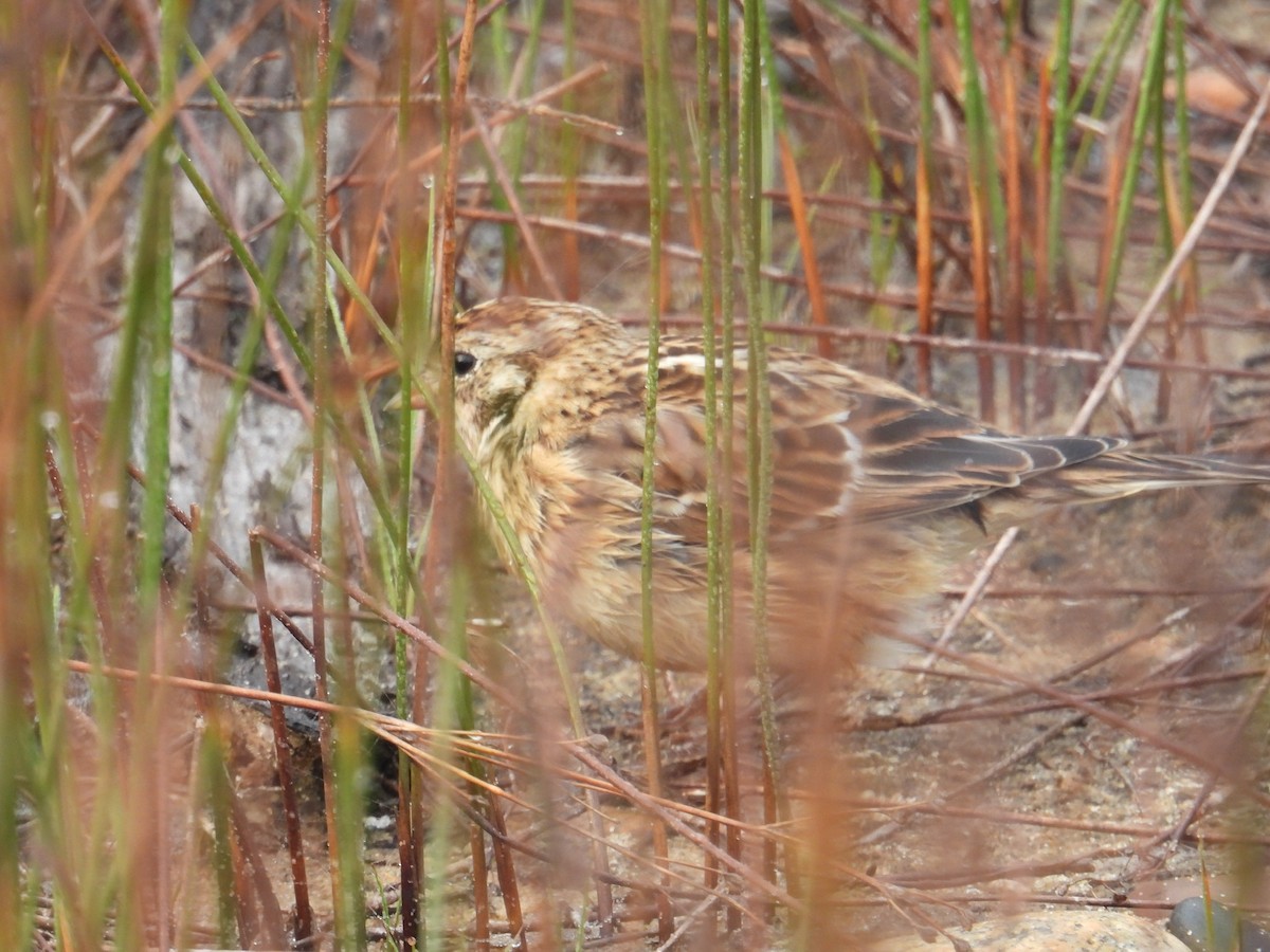 Smith's Longspur - Doug Hartl