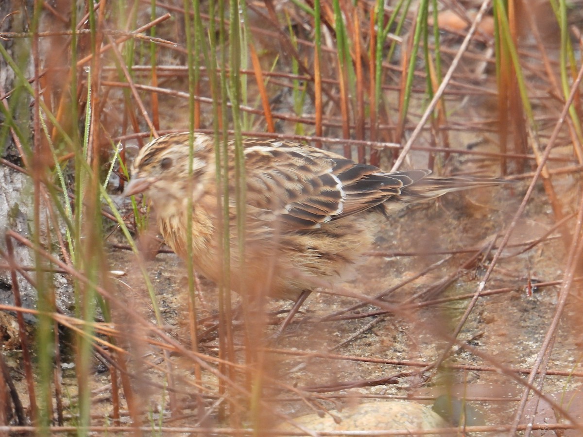 Smith's Longspur - ML482922791