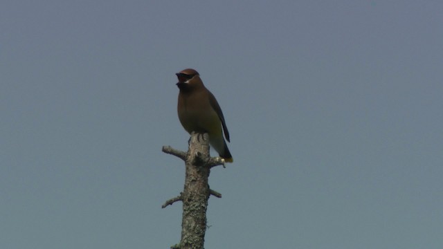 Cedar Waxwing - ML482923