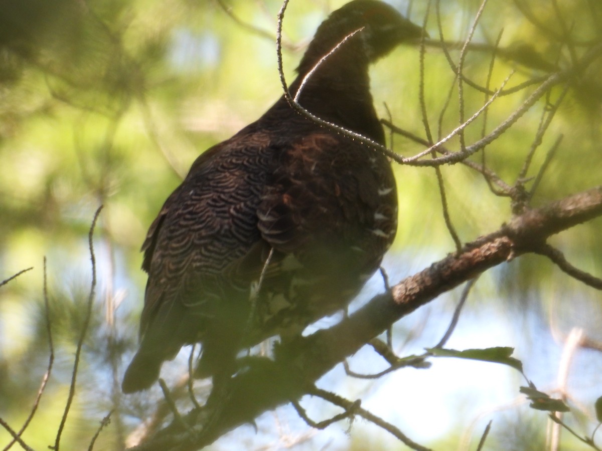 Spruce Grouse - ML482923211