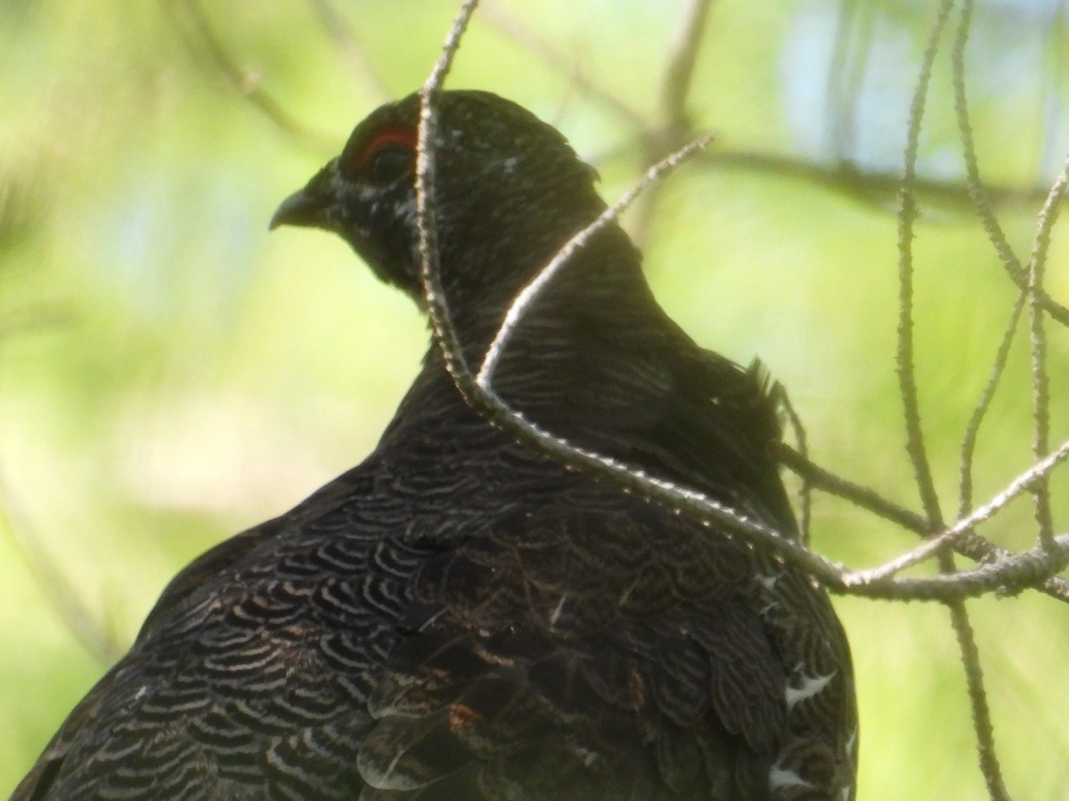 Spruce Grouse - ML482923221