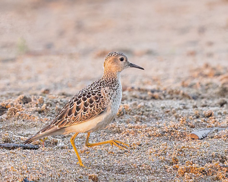 Buff-breasted Sandpiper - ML482923841