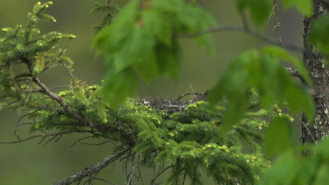 ub. fugl (Aves sp.) - ML482924