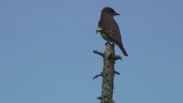 Olive-sided Flycatcher - ML482925