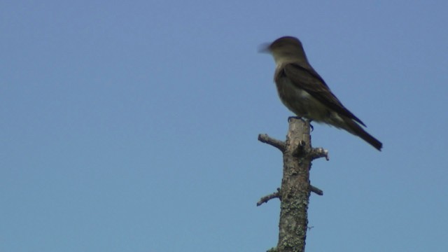 Olivflanken-Schnäppertyrann - ML482926