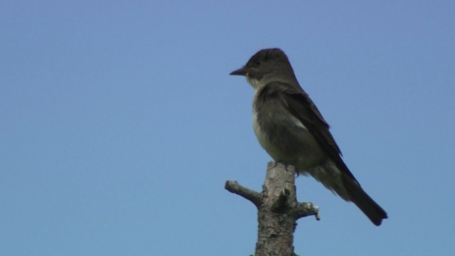 Olive-sided Flycatcher - ML482927