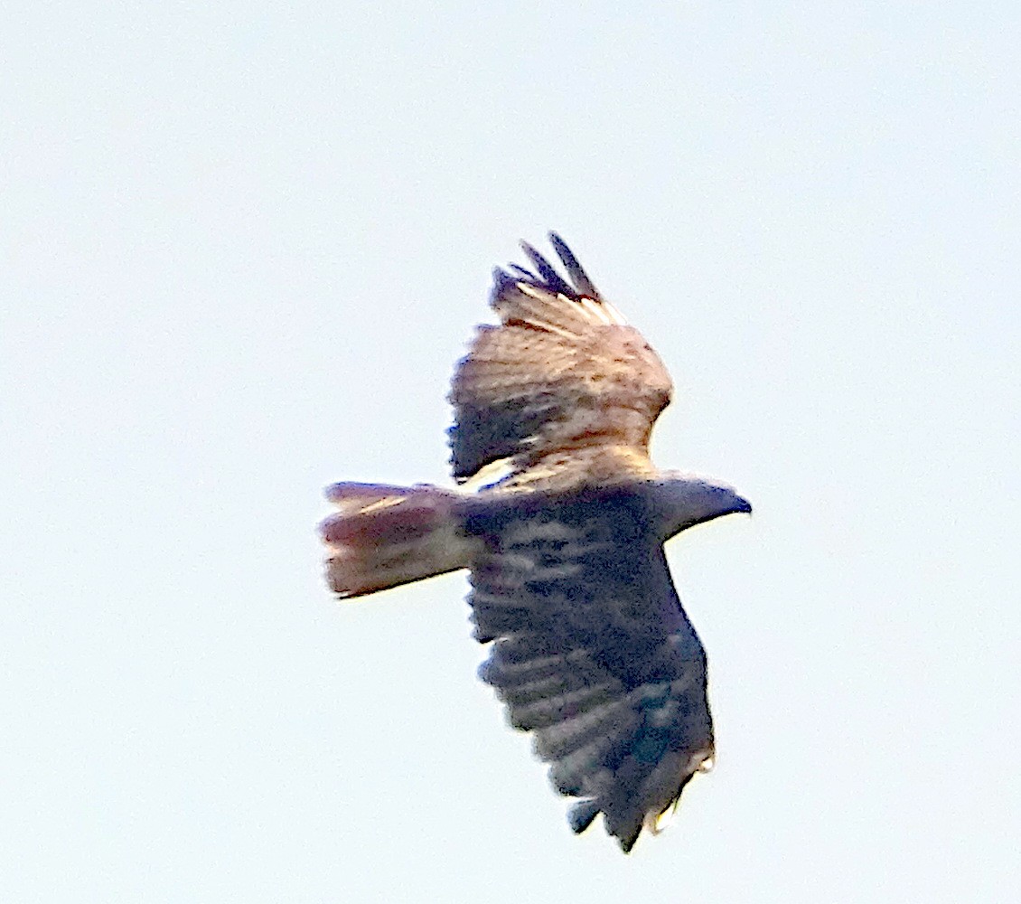 Bald Eagle - ML482927631