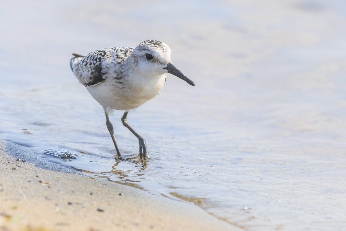 Bécasseau sanderling - ML482927781