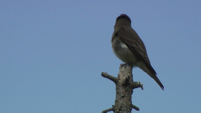 Olive-sided Flycatcher - ML482928