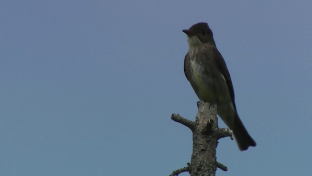 Olive-sided Flycatcher - ML482929