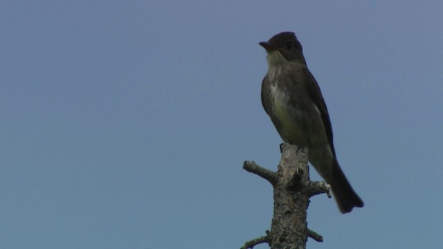 Olive-sided Flycatcher - ML482929