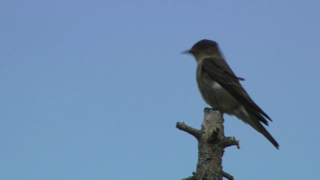 Olive-sided Flycatcher - ML482930