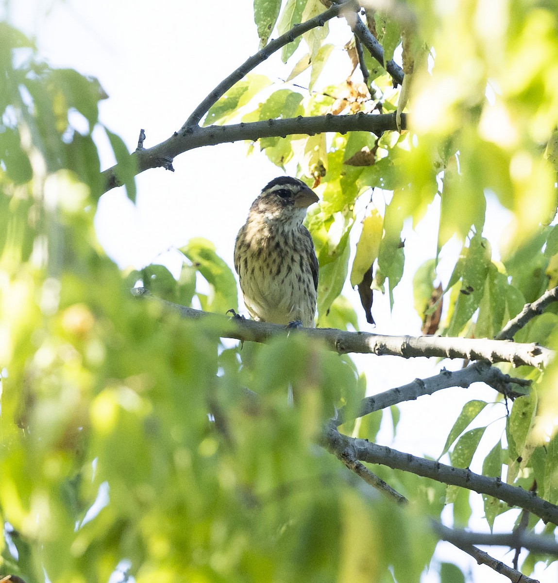 Rose-breasted Grosbeak - ML482930331