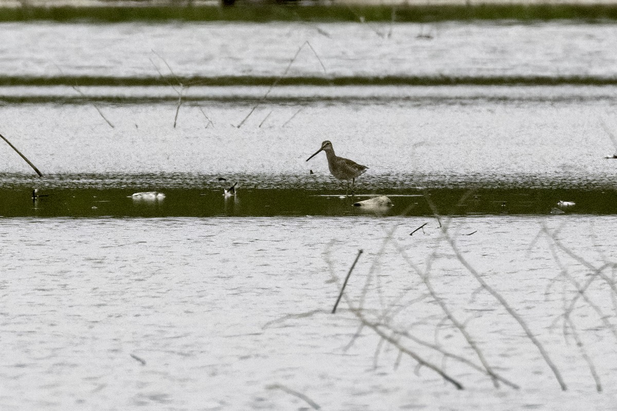 Long-billed Dowitcher - ML482930471