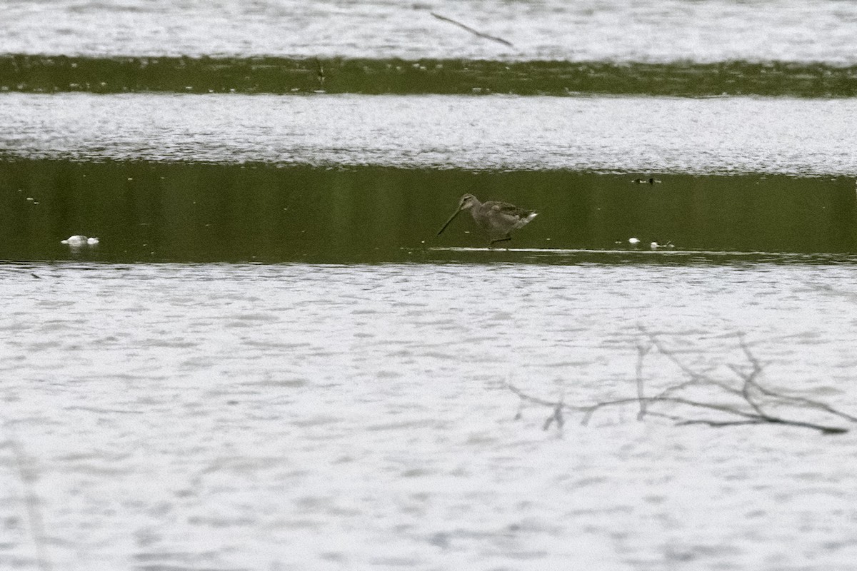 Long-billed Dowitcher - ML482930491