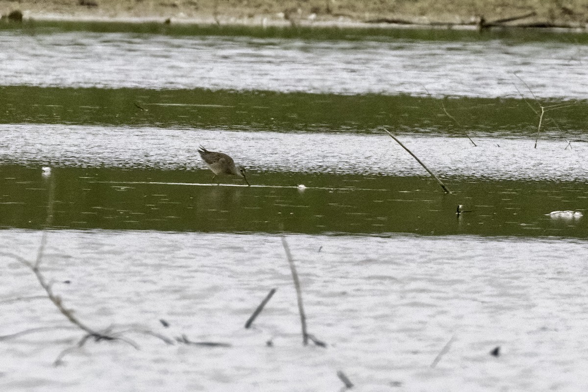Long-billed Dowitcher - ML482930501