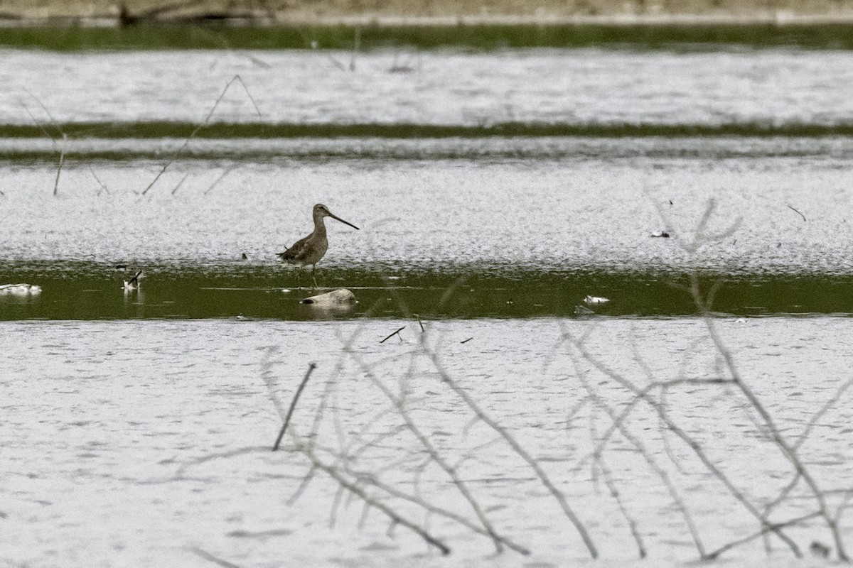 Long-billed Dowitcher - ML482930521