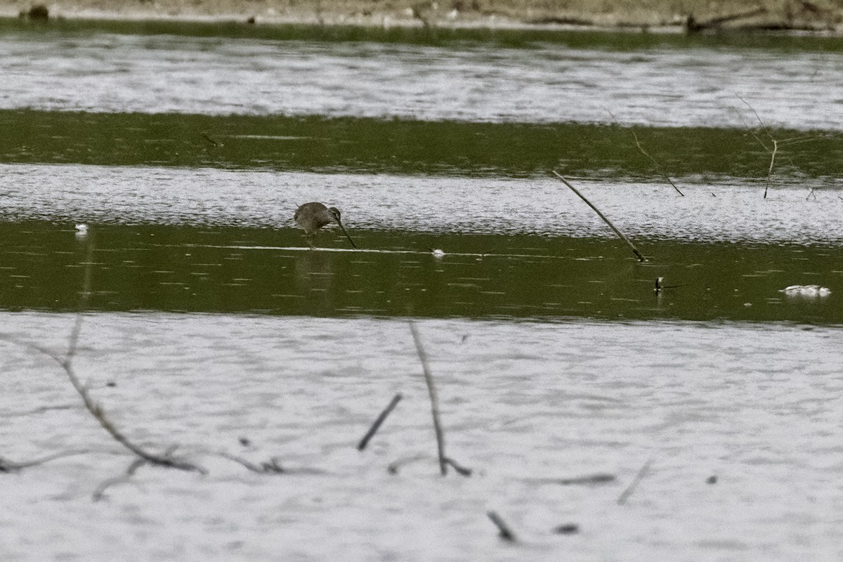 Long-billed Dowitcher - ML482930531