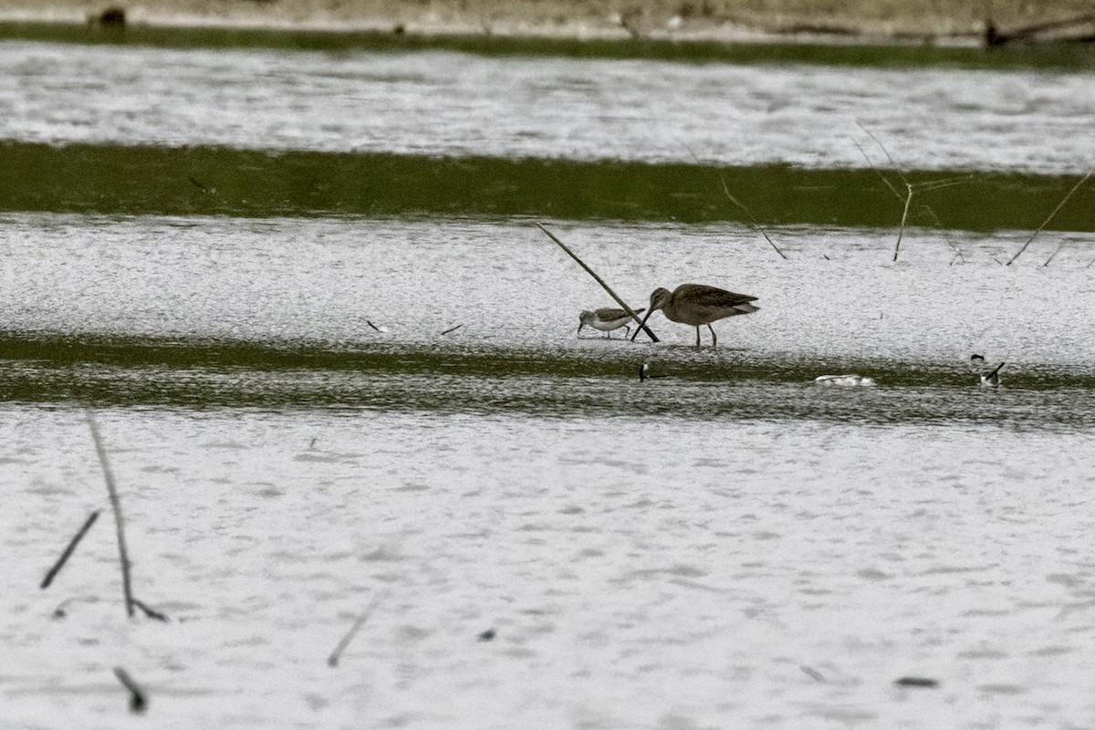 Long-billed Dowitcher - ML482930541