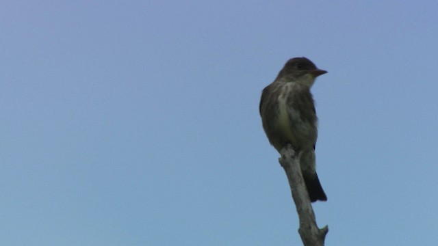 Olive-sided Flycatcher - ML482931