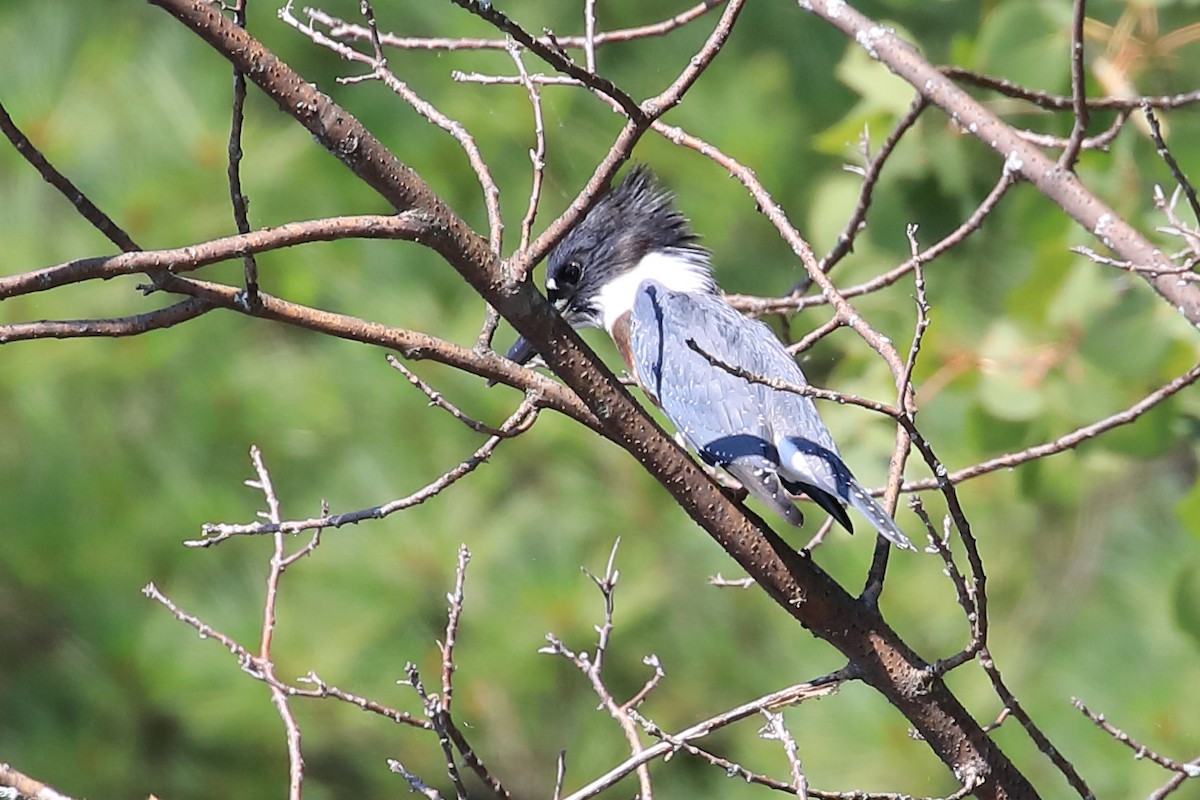 Belted Kingfisher - ML482931651