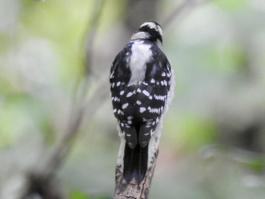 Downy Woodpecker - ML482931741