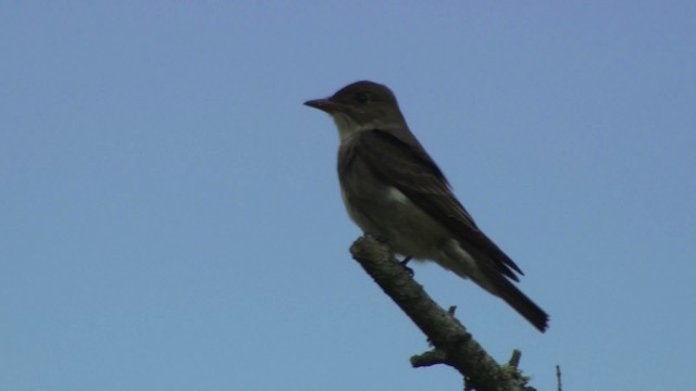 Olive-sided Flycatcher - ML482932