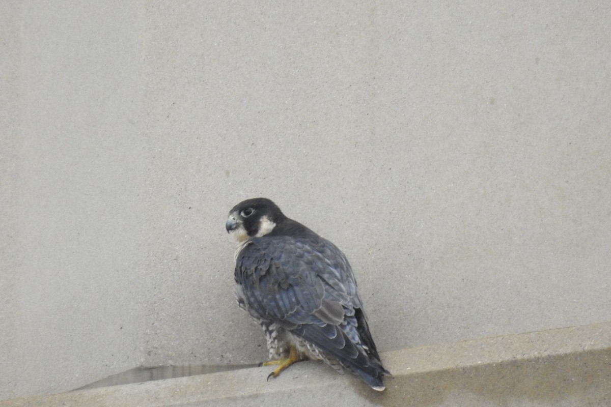 Peregrine Falcon - ML482932251