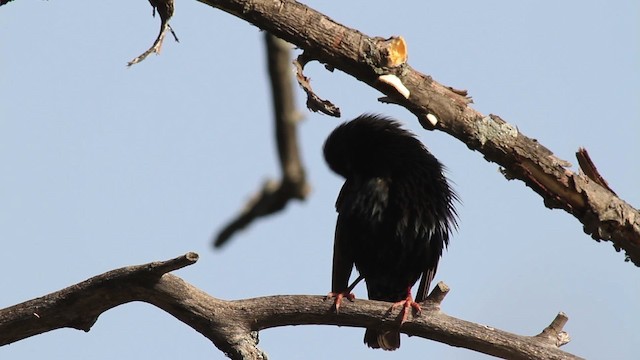 European Starling - ML482933