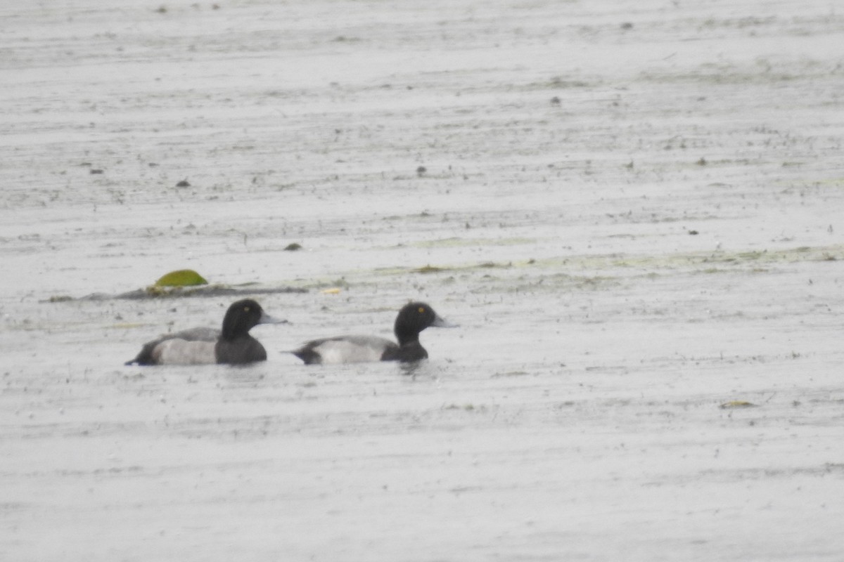 Greater Scaup - Dan Belter