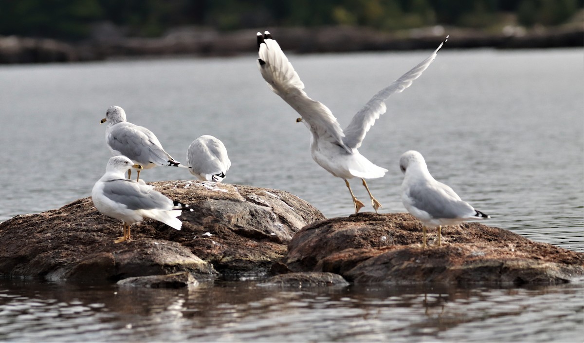 Ring-billed Gull - ML482933931