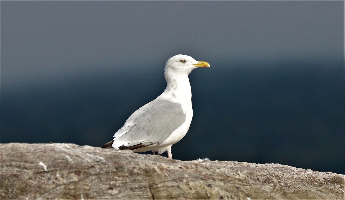 Herring Gull - Lynda Noel