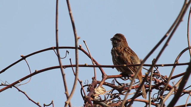 Song Sparrow - ML482934