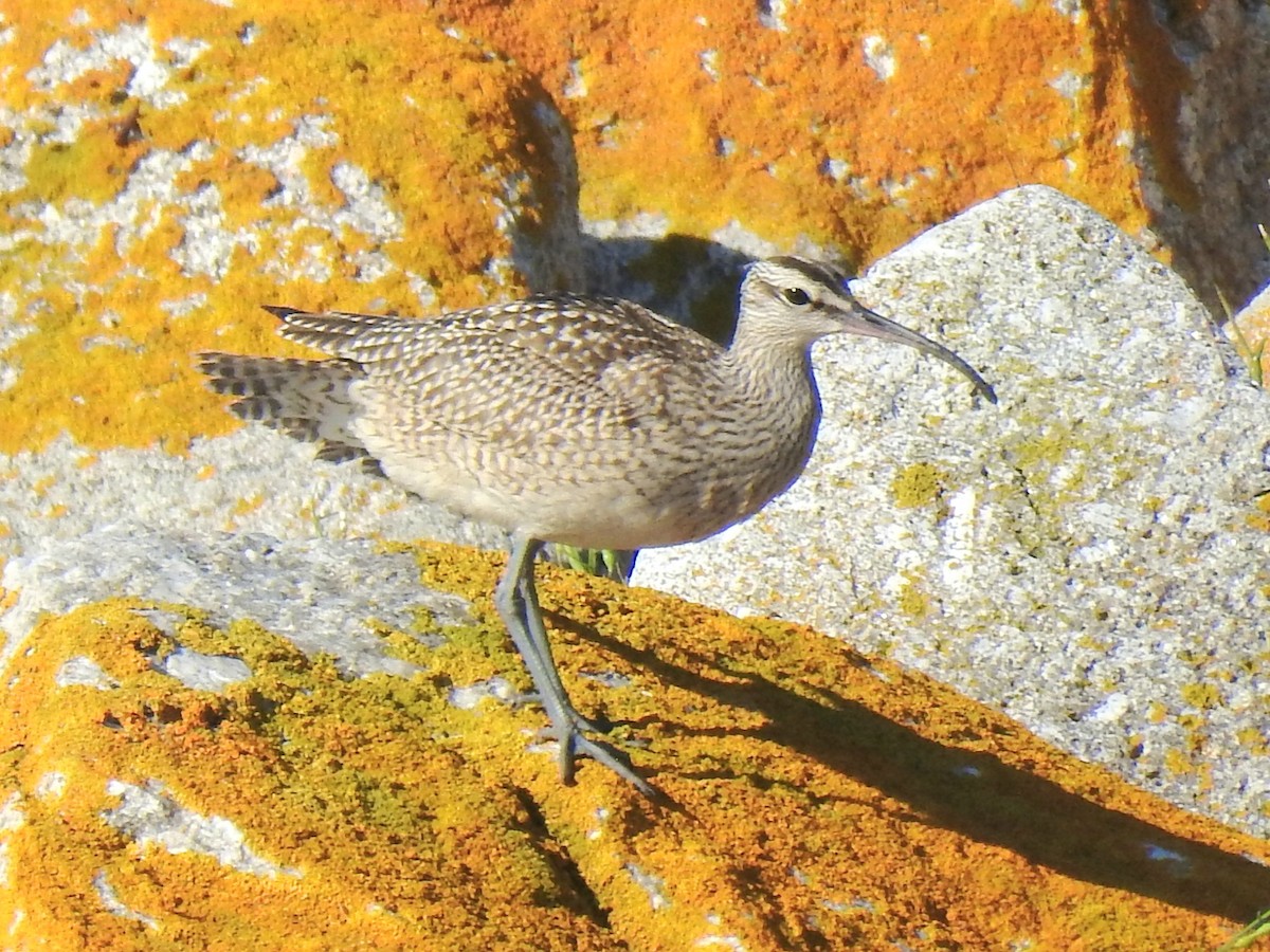 Whimbrel - Marty Finch