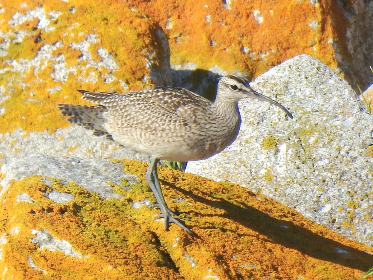 Whimbrel - ML482935051