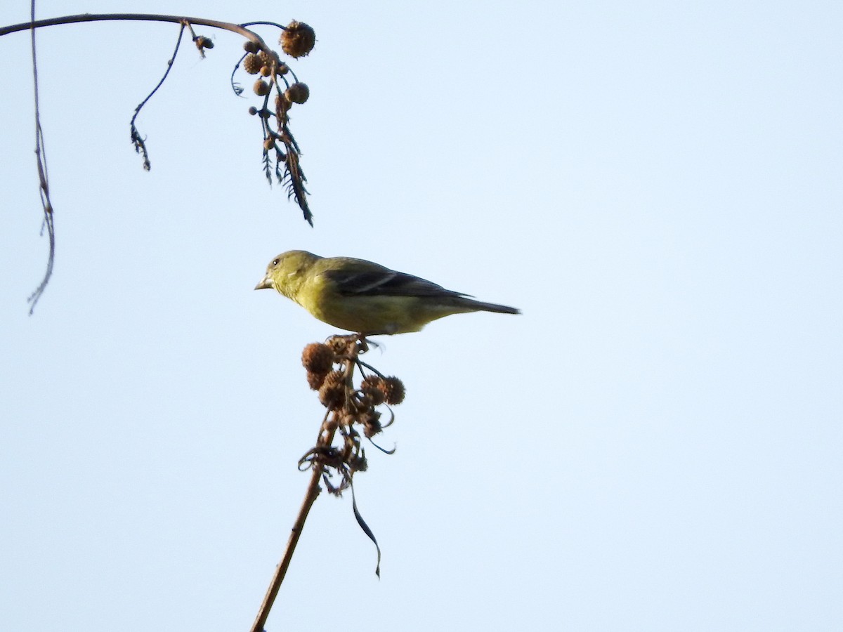 Lesser Goldfinch - Lance Runion 🦤