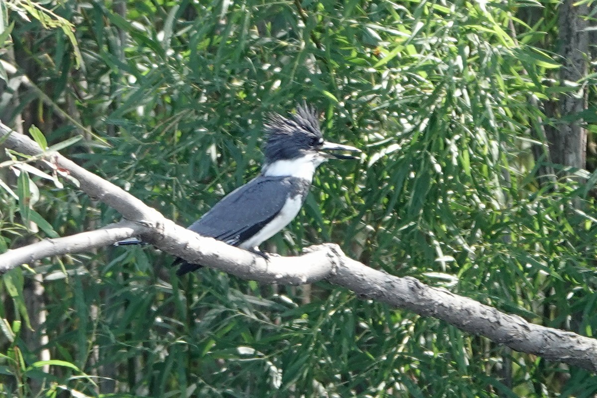 Belted Kingfisher - ML482935481