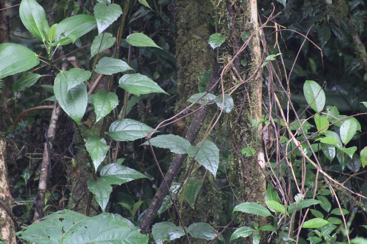 Streak-breasted Treehunter - Iyok Madriz Guevara