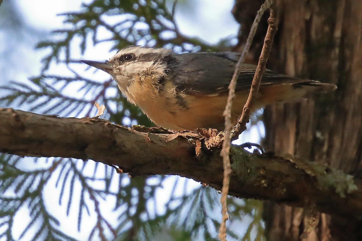 Red-breasted Nuthatch - ML482936301