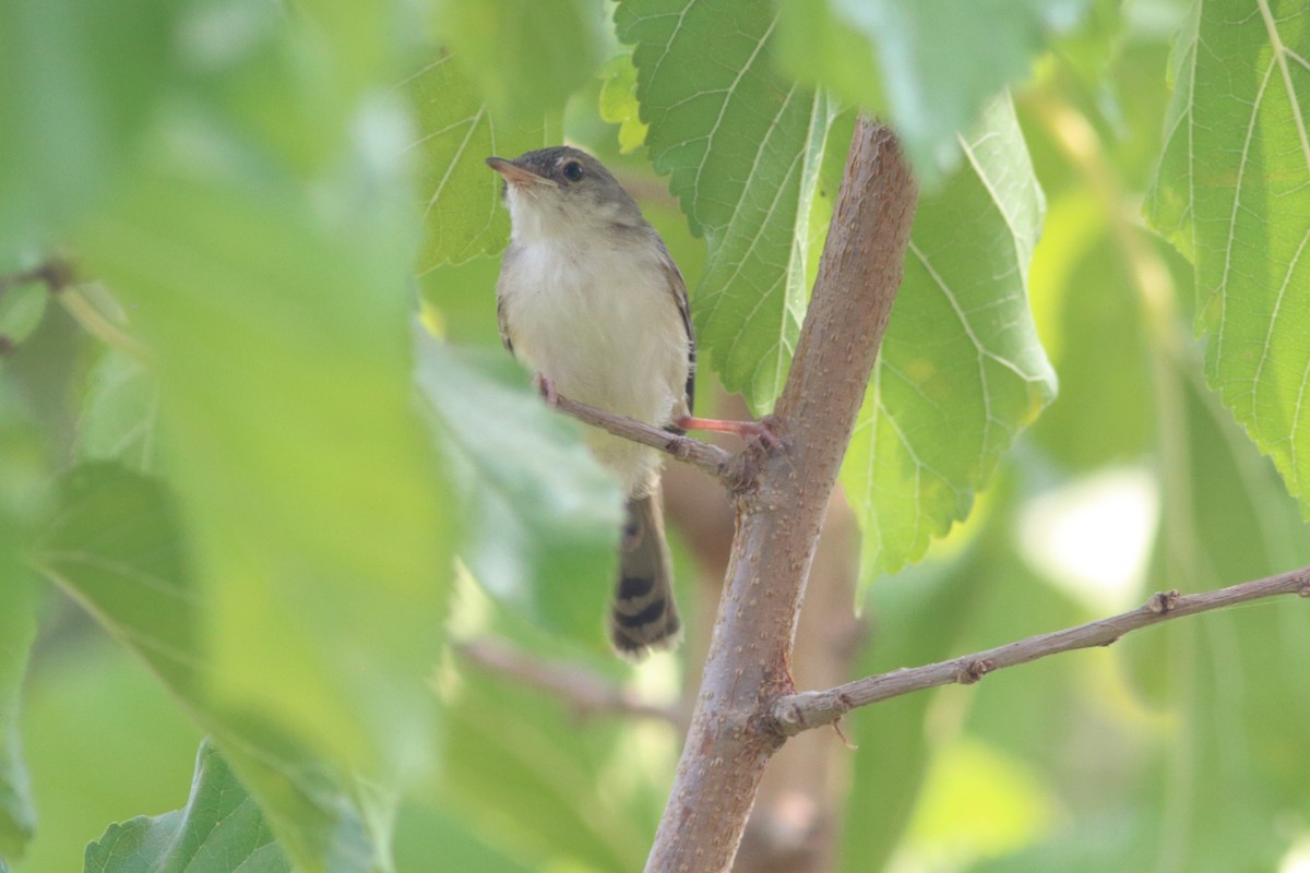 Graceful Prinia - ML482939131