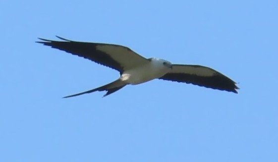 Swallow-tailed Kite - Baceliza Monroe