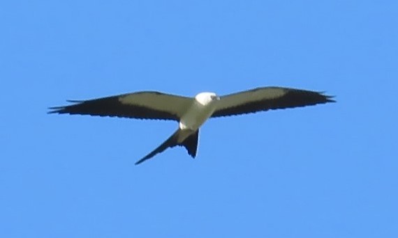 Swallow-tailed Kite - Baceliza Monroe