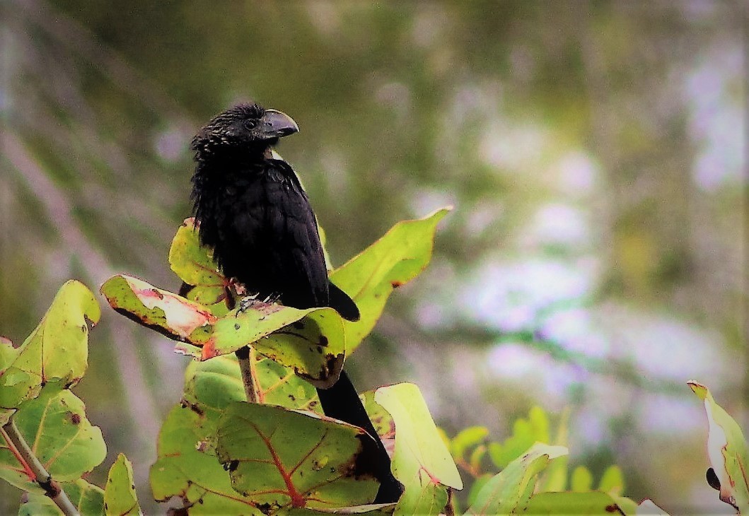 Smooth-billed Ani - ML48293921