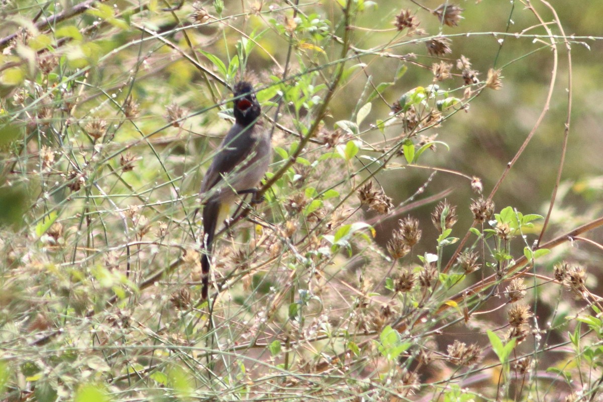 White-spectacled Bulbul - ML482939251