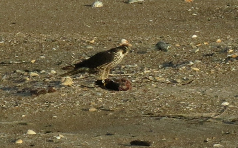 Peregrine Falcon - Jennifer Atherton