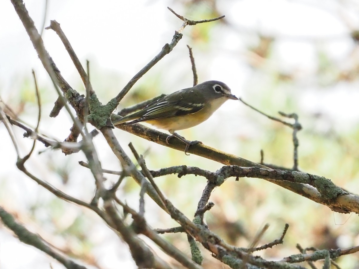 Blue-headed Vireo - ML482940271