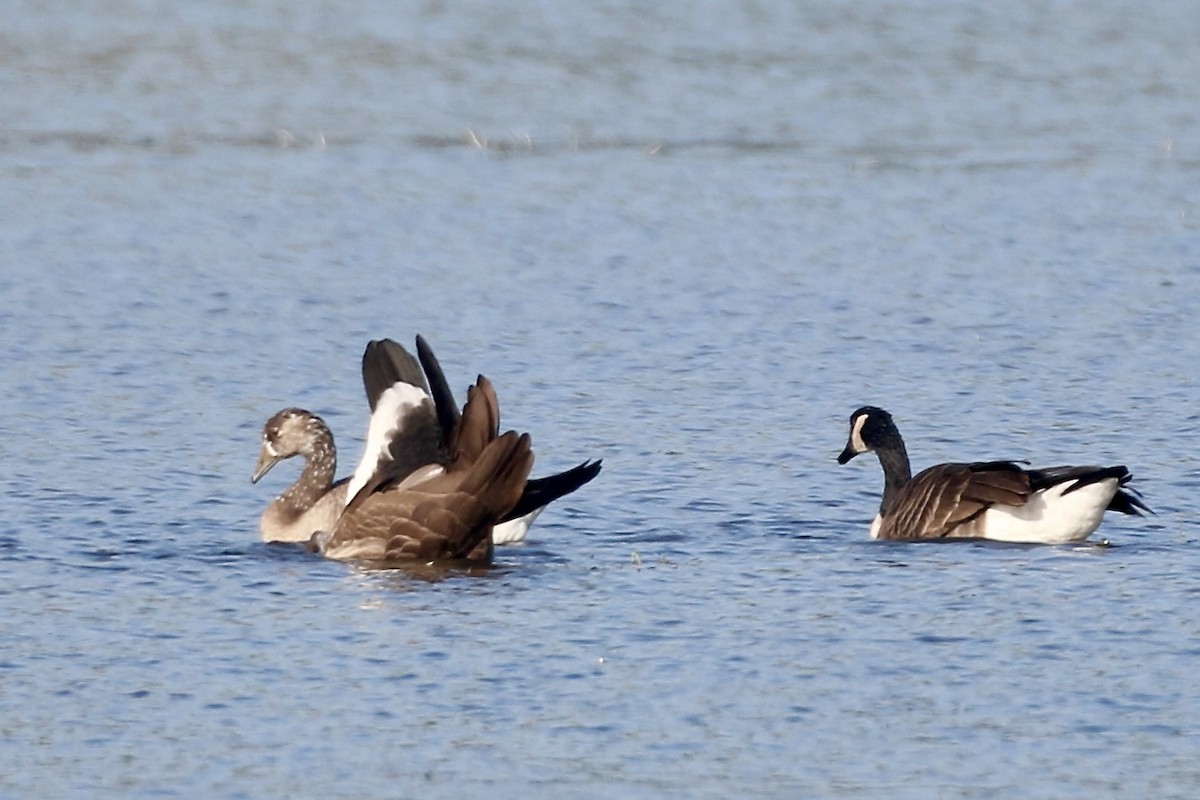 Graylag x Canada Goose (hybrid) - ML482941091